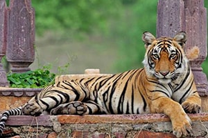Jaipur wildlife tour